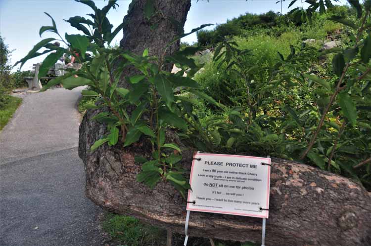 cherry tree sign